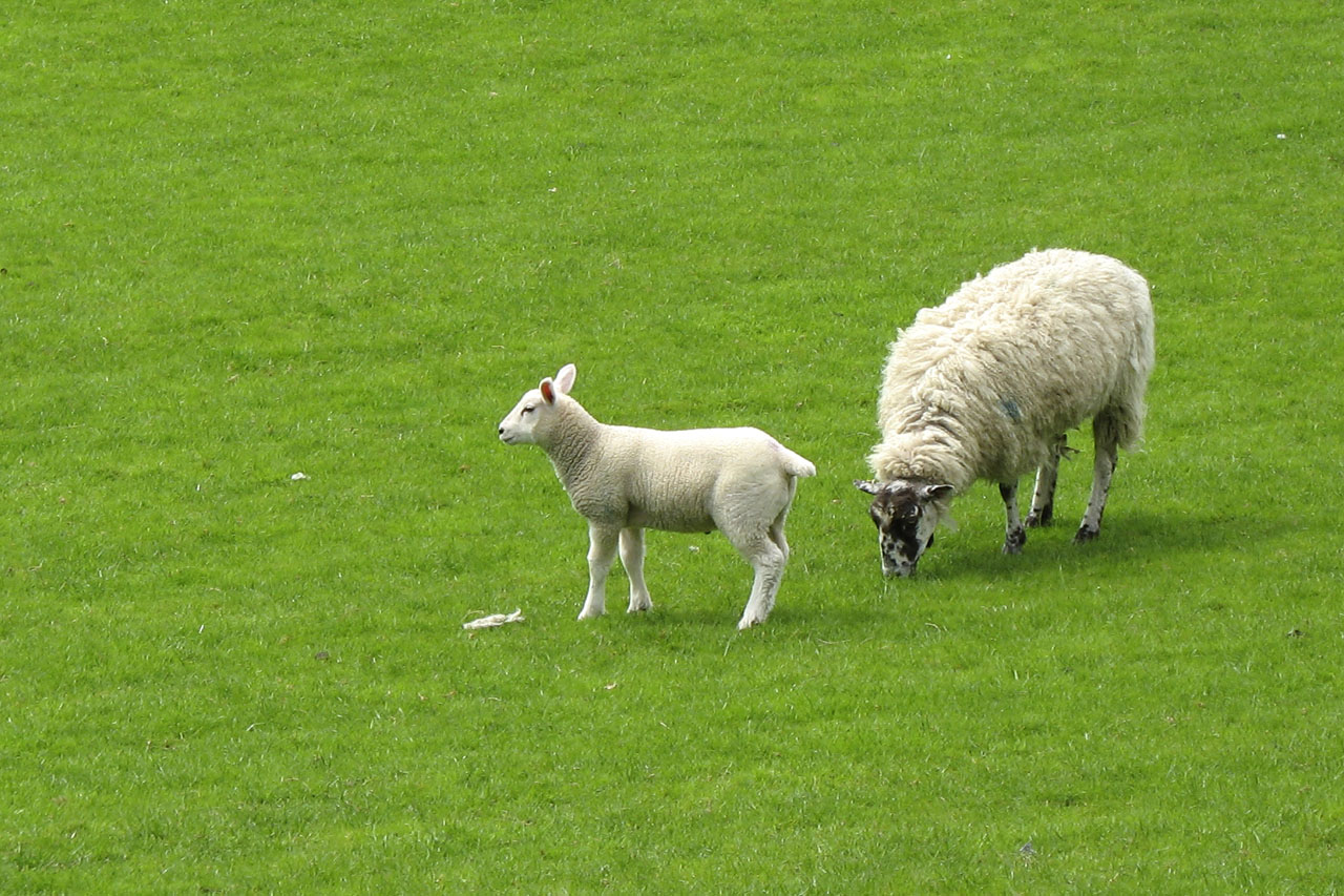 Owce i dziecko